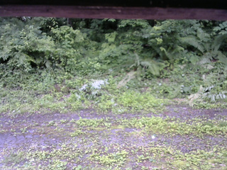 長野県菅平高原 ゆたか山荘 東側(坂下) 2026/07/04 11:45