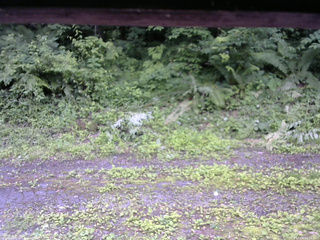 長野県菅平高原 ゆたか山荘 東側(坂下) 2026/07/04 12:30