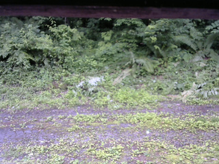 長野県菅平高原 ゆたか山荘 東側(坂下) 2026/07/04 12:45