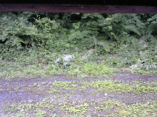 長野県菅平高原 ゆたか山荘 東側(坂下) 2026/07/04 13:00