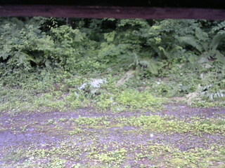 長野県菅平高原 ゆたか山荘 東側(坂下) 2026/07/04 13:30