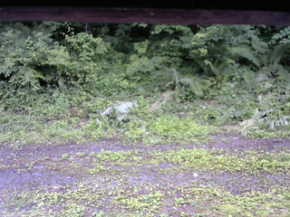 長野県菅平高原 ゆたか山荘 東側(坂下) 2026/07/04 14:15