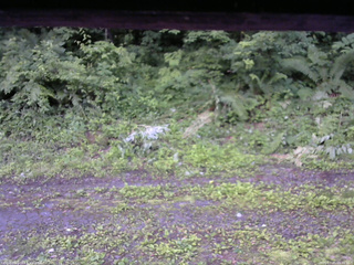 長野県菅平高原 ゆたか山荘 東側(坂下) 2026/07/05 05:00