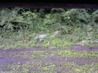 長野県菅平高原 ゆたか山荘 東側(坂下) 2026/07/05 05:15