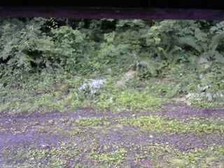 長野県菅平高原 ゆたか山荘 東側(坂下) 2026/07/05 05:30