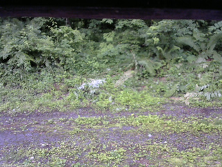 長野県菅平高原 ゆたか山荘 東側(坂下) 2026/07/05 05:45