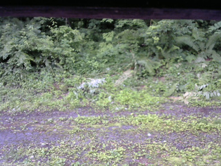 長野県菅平高原 ゆたか山荘 東側(坂下) 2026/07/05 06:00
