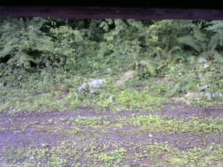 長野県菅平高原 ゆたか山荘 東側(坂下) 2026/07/05 06:15