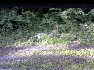 長野県菅平高原 ゆたか山荘 東側(坂下) 2026/07/05 06:30