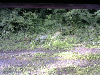 長野県菅平高原 ゆたか山荘 東側(坂下) 2026/07/05 06:45