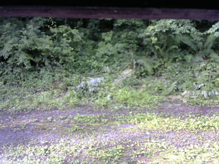 長野県菅平高原 ゆたか山荘 東側(坂下) 2026/07/05 07:00