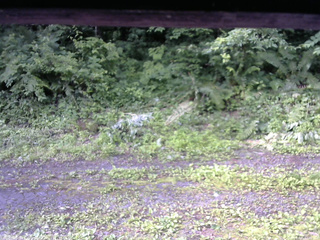 長野県菅平高原 ゆたか山荘 東側(坂下) 2026/07/05 07:15
