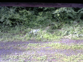長野県菅平高原 ゆたか山荘 東側(坂下) 2026/07/05 07:30
