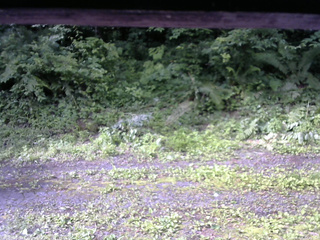 長野県菅平高原 ゆたか山荘 東側(坂下) 2026/07/05 07:45