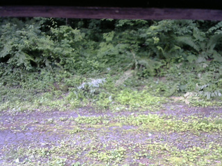 長野県菅平高原 ゆたか山荘 東側(坂下) 2026/07/05 08:00