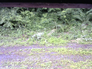 長野県菅平高原 ゆたか山荘 東側(坂下) 2026/07/05 08:15