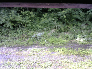 長野県菅平高原 ゆたか山荘 東側(坂下) 2026/07/05 08:30