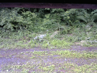 長野県菅平高原 ゆたか山荘 東側(坂下) 2026/07/05 08:45