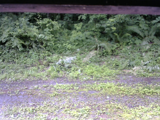 長野県菅平高原 ゆたか山荘 東側(坂下) 2026/07/05 09:15