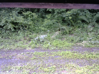 長野県菅平高原 ゆたか山荘 東側(坂下) 2026/07/05 09:30