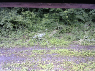 長野県菅平高原 ゆたか山荘 東側(坂下) 2026/07/05 09:45