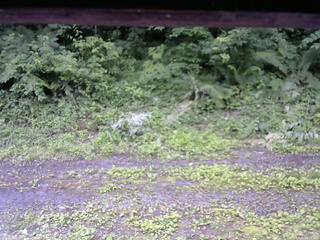 長野県菅平高原 ゆたか山荘 東側(坂下) 2026/07/05 10:15