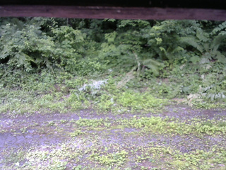 長野県菅平高原 ゆたか山荘 東側(坂下) 2026/07/05 11:15