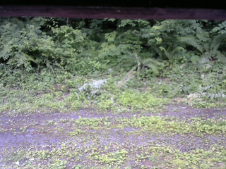 長野県菅平高原 ゆたか山荘 東側(坂下) 2026/07/05 11:45