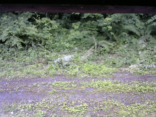 長野県菅平高原 ゆたか山荘 東側(坂下) 2026/07/05 12:45