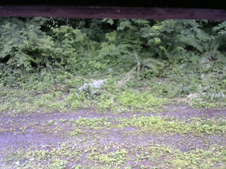 長野県菅平高原 ゆたか山荘 東側(坂下) 2026/07/05 13:30