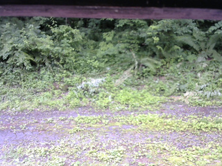 長野県菅平高原 ゆたか山荘 東側(坂下) 2026/07/05 13:45