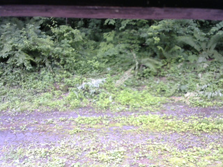 長野県菅平高原 ゆたか山荘 東側(坂下) 2026/07/05 14:30