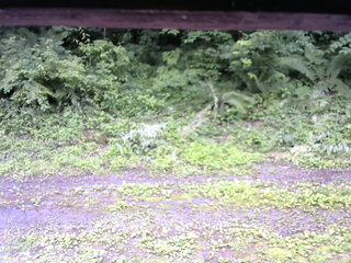 長野県菅平高原 ゆたか山荘 東側(坂下) 2026/07/05 15:15
