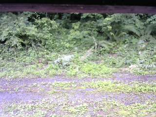 長野県菅平高原 ゆたか山荘 東側(坂下) 2026/07/05 15:30