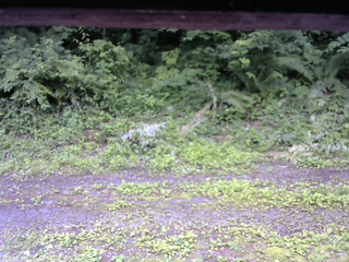 長野県菅平高原 ゆたか山荘 東側(坂下) 2026/07/05 15:45