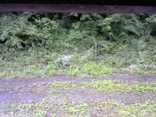 長野県菅平高原 ゆたか山荘 東側(坂下) 2026/07/05 16:00