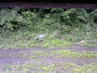 長野県菅平高原 ゆたか山荘 東側(坂下) 2026/07/05 16:15