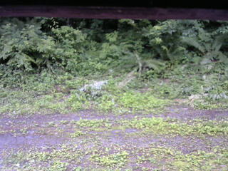 長野県菅平高原 ゆたか山荘 東側(坂下) 2026/07/05 16:30