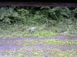 長野県菅平高原 ゆたか山荘 東側(坂下) 2026/07/05 16:45