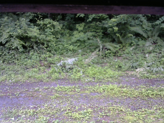 長野県菅平高原 ゆたか山荘 東側(坂下) 2026/07/05 17:00