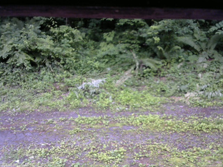 長野県菅平高原 ゆたか山荘 東側(坂下) 2026/07/05 17:30