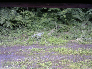 長野県菅平高原 ゆたか山荘 東側(坂下) 2026/07/05 17:45