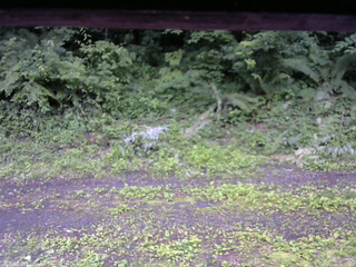 長野県菅平高原 ゆたか山荘 東側(坂下) 2026/07/05 18:15