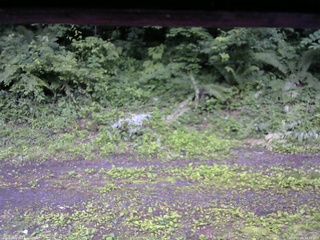 長野県菅平高原 ゆたか山荘 東側(坂下) 2026/07/05 18:30