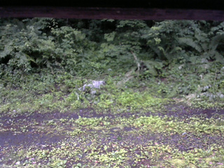長野県菅平高原 ゆたか山荘 東側(坂下) 2026/07/06 05:00
