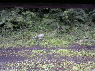 長野県菅平高原 ゆたか山荘 東側(坂下) 2026/07/06 05:15