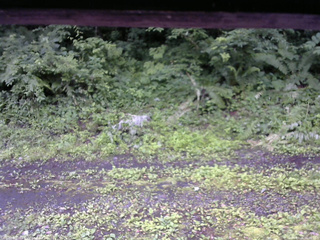 長野県菅平高原 ゆたか山荘 東側(坂下) 2026/07/06 06:00