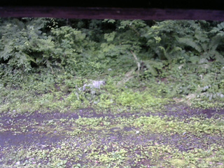 長野県菅平高原 ゆたか山荘 東側(坂下) 2026/07/06 06:30