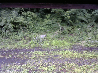 長野県菅平高原 ゆたか山荘 東側(坂下) 2026/07/06 06:45