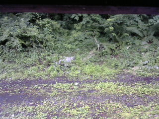 長野県菅平高原 ゆたか山荘 東側(坂下) 2026/07/06 07:15